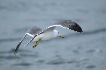 ユリカモメ 銚子港 2017年1月6日(金)