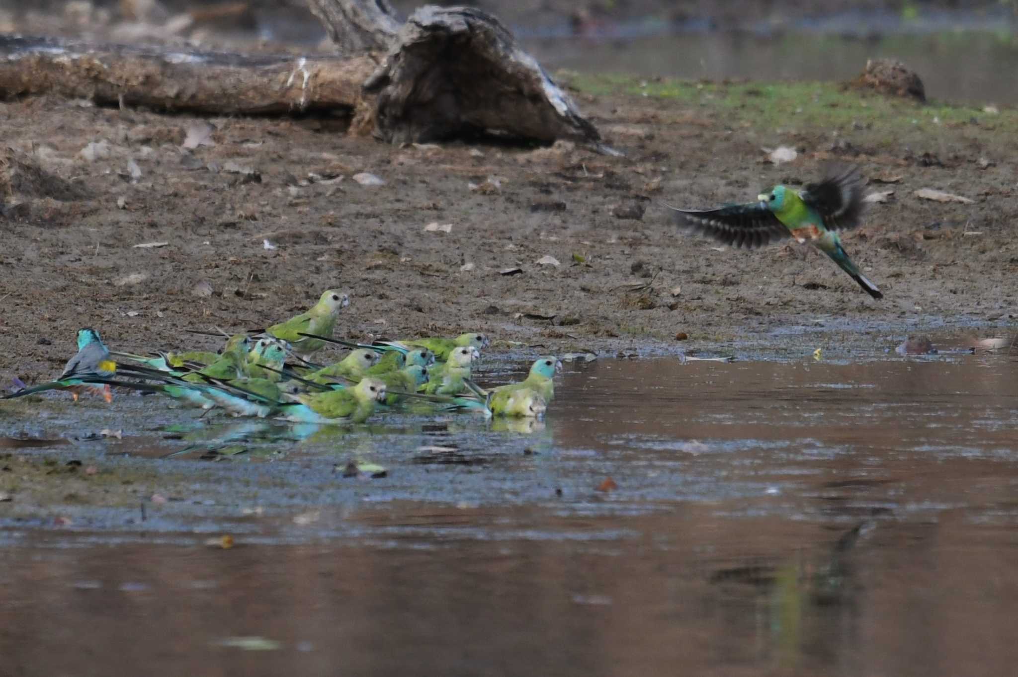 Golden-shouldered Parrot