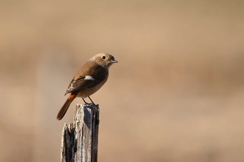 Daurian Redstart Mizumoto Park Tue, 2/16/2021