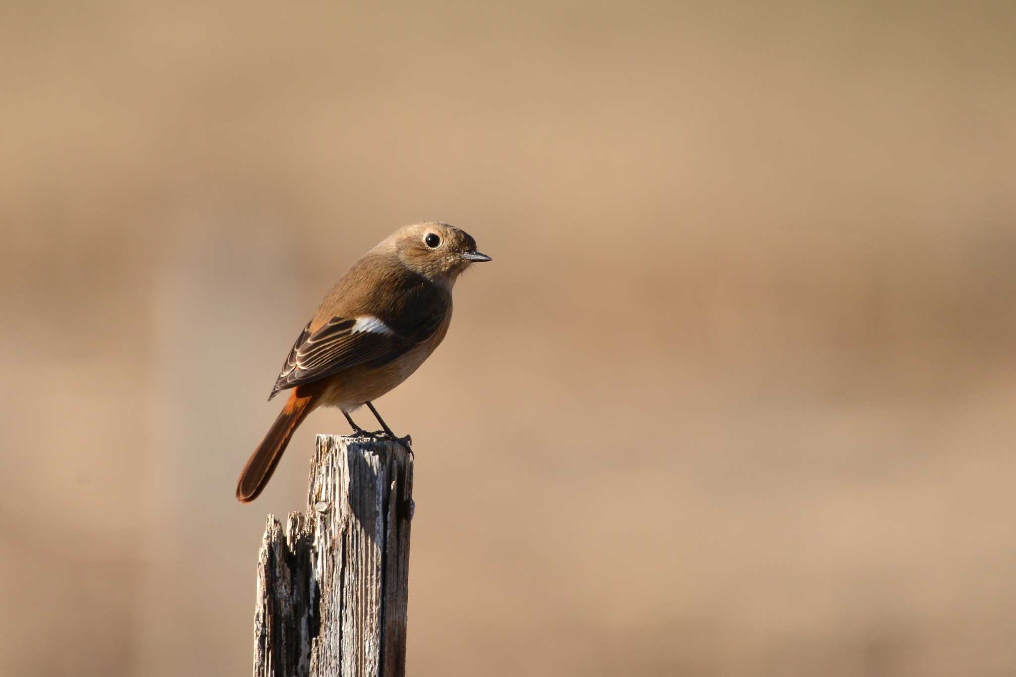 Photo of Daurian Redstart at Mizumoto Park by Johnny cool