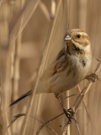 Common Reed Bunting Mizumoto Park Wed, 2/10/2021