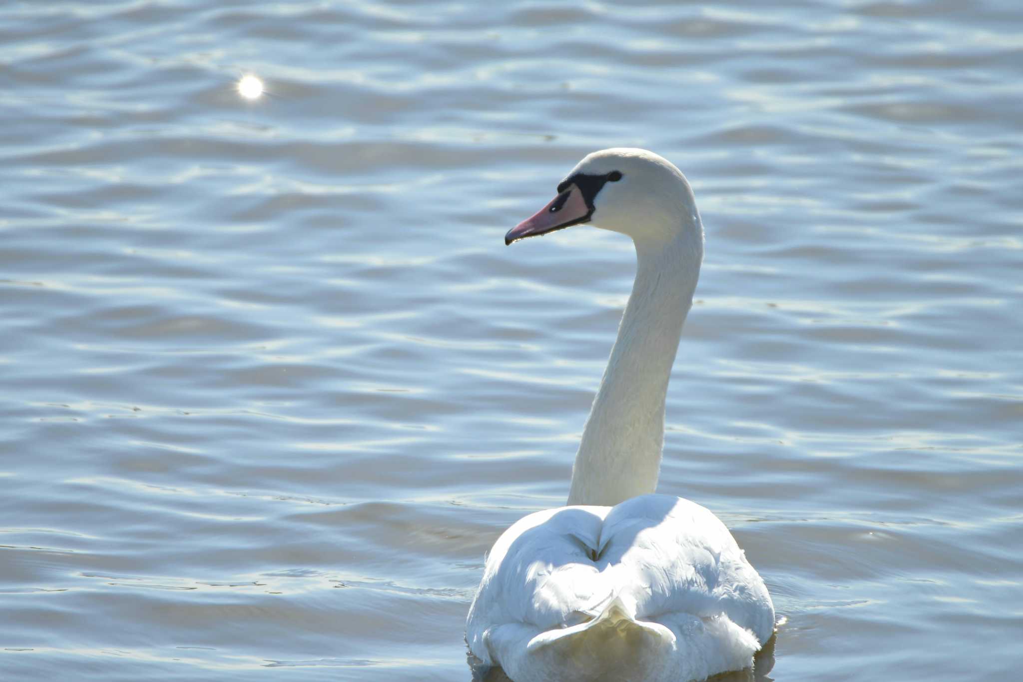 Photo of Mute Swan at Teganuma by Johnny cool