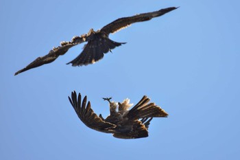 Black Kite Teganuma Fri, 2/5/2021