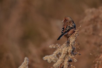 Siberian Long-tailed Rosefinch 東京都足立区 Thu, 1/14/2021