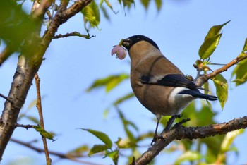 Eurasian Bullfinch 千葉県習志野市 Sun, 11/22/2020