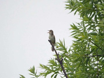 オオヨシキリ 佐鳴湖 2020年6月6日(土)