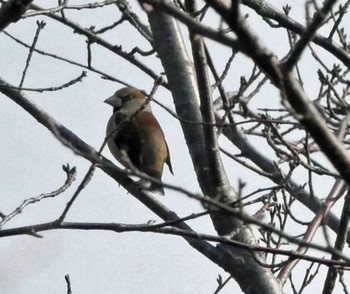 シメ 鳥羽山城跡 2019年3月2日(土)