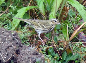 ビンズイ 静岡県立森林公園 2019年1月8日(火)