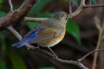 ルリビタキ 愛知県森林公園 2021年2月14日(日)