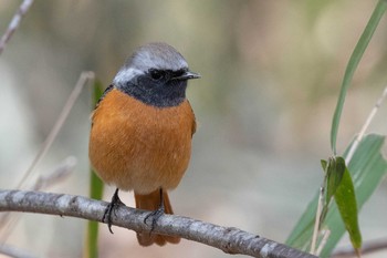 Daurian Redstart 馬見丘陵公園 Thu, 2/18/2021