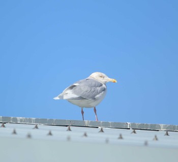 シロカモメ 銚子港 2017年1月6日(金)