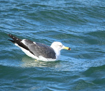 Vega Gull 銚子港 Fri, 1/6/2017