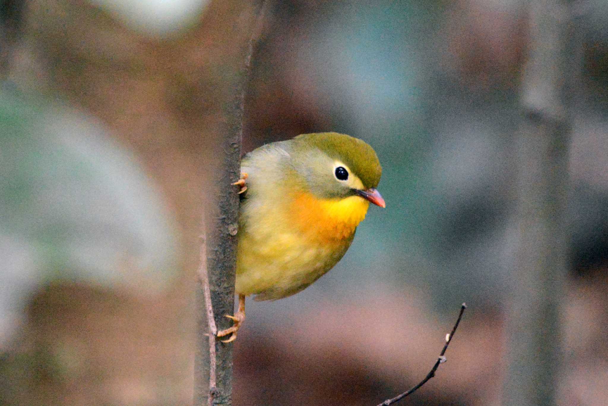 愛知県森林公園 ソウシチョウの写真 by ポッちゃんのパパ