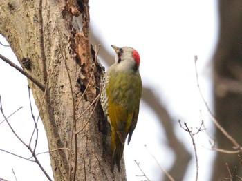 2021年2月18日(木) 東高根森林公園の野鳥観察記録