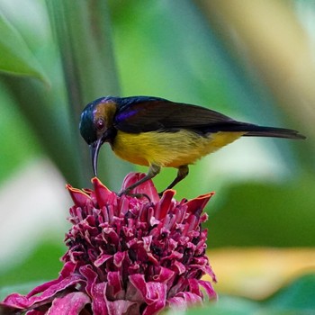 Brown-throated Sunbird Pasir Ris Park (Singapore) Sun, 2/14/2021