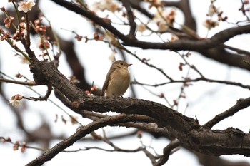 ニシオジロビタキ 日比谷公園 2019年2月20日(水)