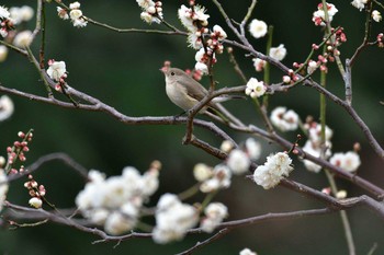 ニシオジロビタキ 日比谷公園 2019年2月20日(水)