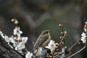 ニシオジロビタキ 日比谷公園 2019年2月20日(水)