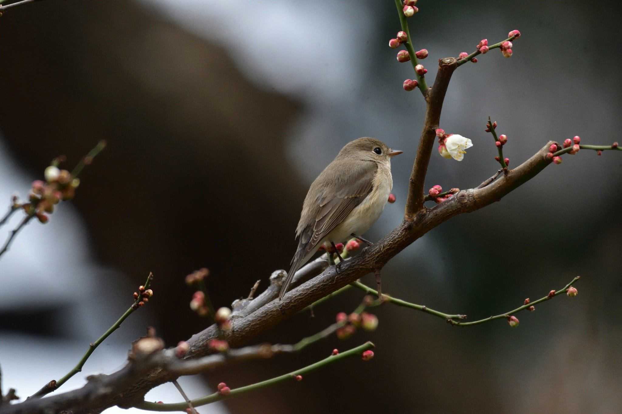 Photo of Red-breasted Flycatcher at Hibiya Park by やなさん