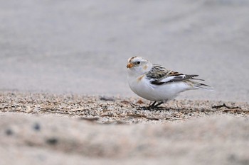 Snow Bunting Unknown Spots Sun, 2/7/2021