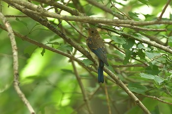 Blue-and-white Flycatcher 富士山  Wed, 7/25/2018