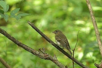 Blue-and-white Flycatcher 富士山  Wed, 7/25/2018