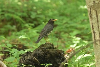 クロツグミ 富士山  2018年7月25日(水)