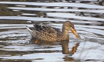 ハシビロガモ 昆陽池公園 2017年1月7日(土)