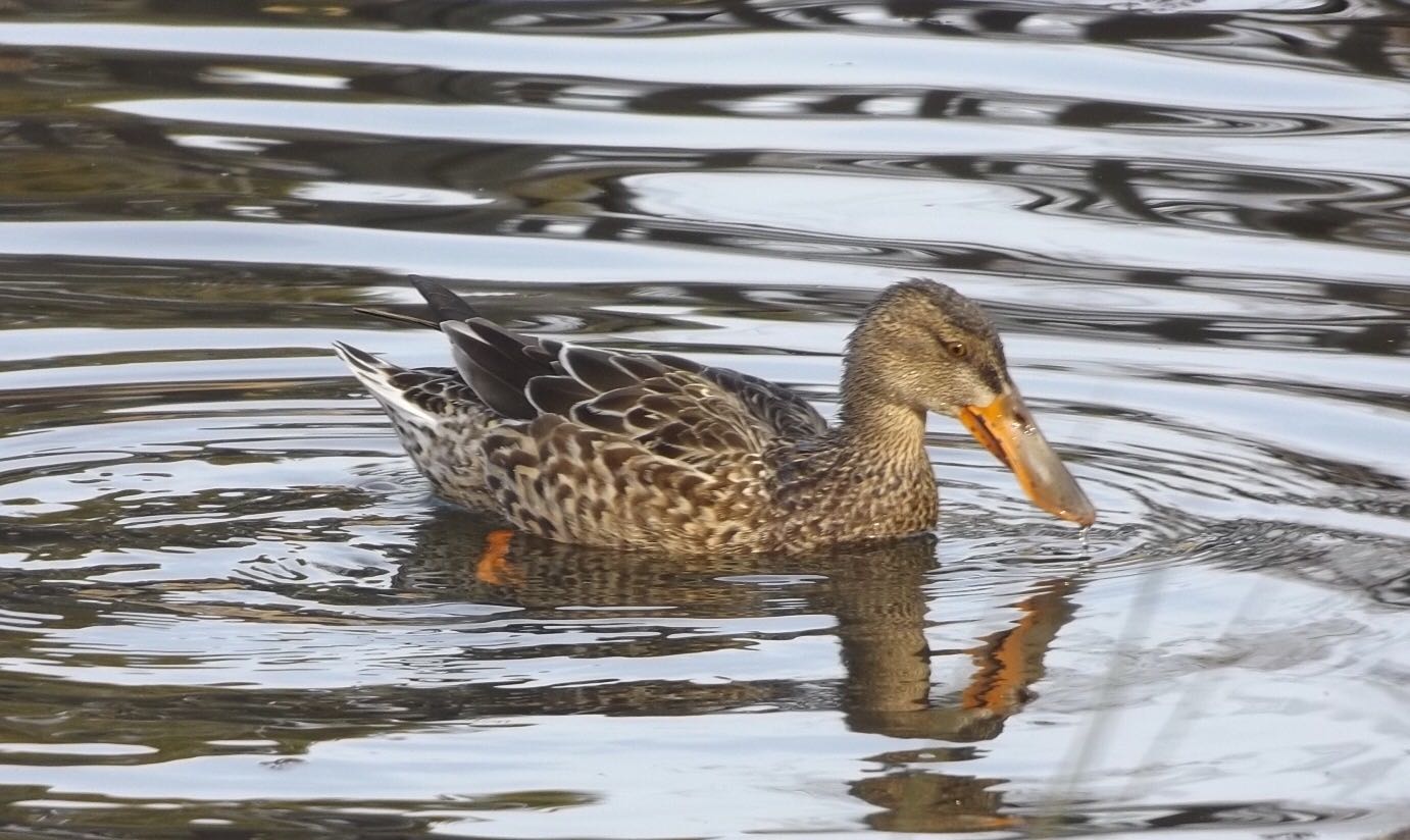 昆陽池公園 ハシビロガモ