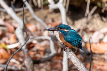 Common Kingfisher 馬見丘陵公園 Thu, 2/18/2021