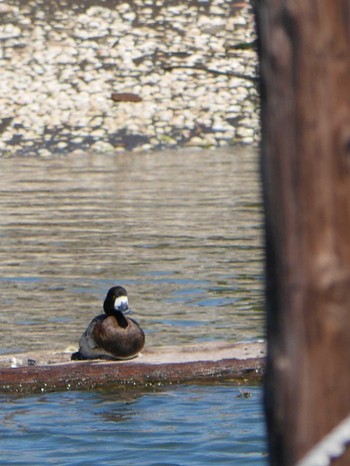 Greater Scaup アウトレットパーク木更津周辺（千葉県木更津市） Thu, 2/18/2021