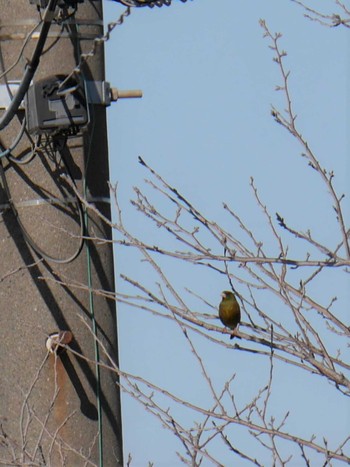 Grey-capped Greenfinch アウトレットパーク木更津周辺（千葉県木更津市） Thu, 2/18/2021