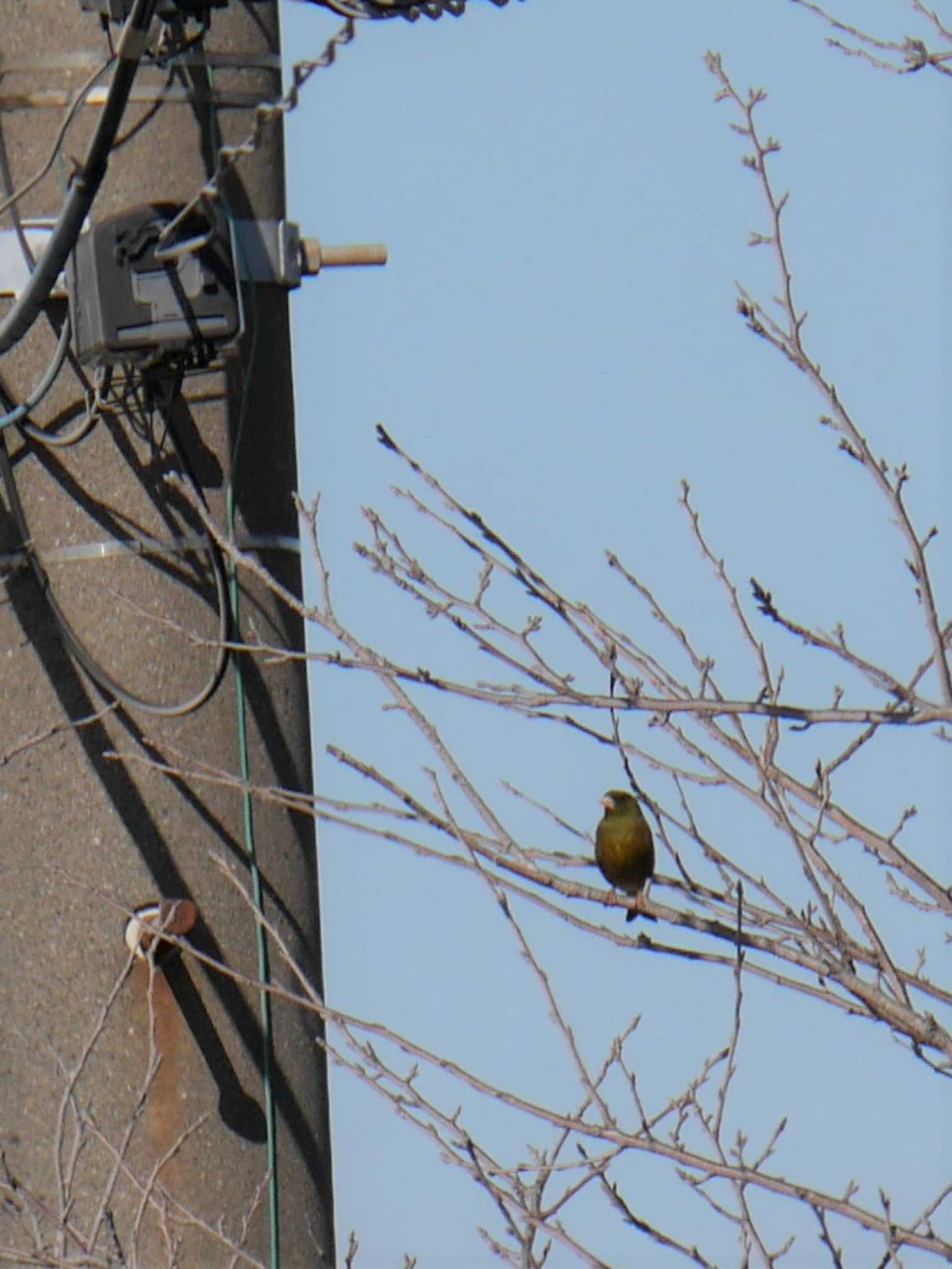 アウトレットパーク木更津周辺（千葉県木更津市） カワラヒワの写真 by 丁稚