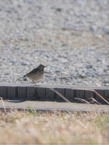 Water Pipit アウトレットパーク木更津周辺（千葉県木更津市） Thu, 2/18/2021