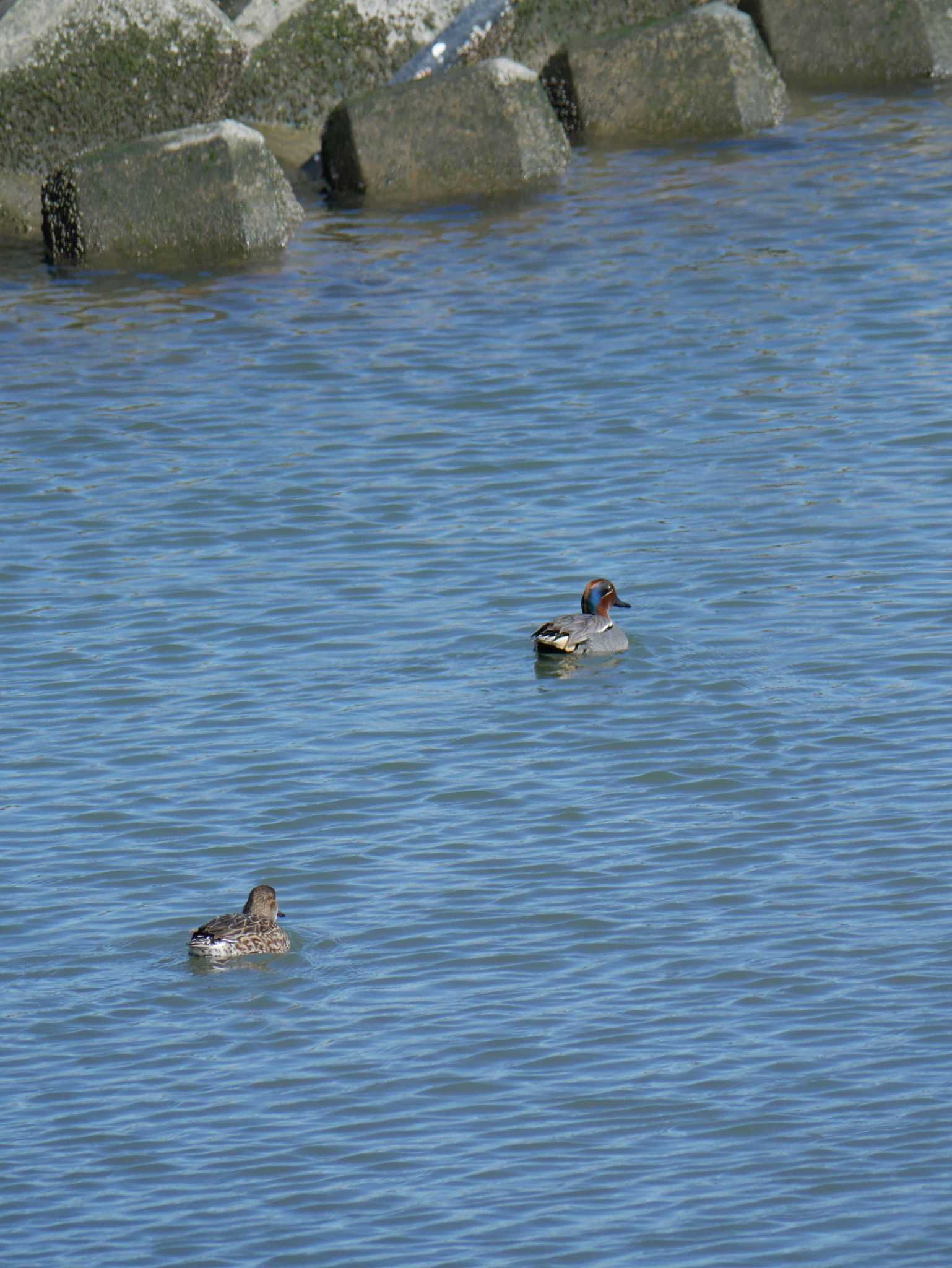 Photo of Eurasian Teal at アウトレットパーク木更津周辺（千葉県木更津市） by 丁稚