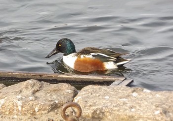 Northern Shoveler Koyaike Park Sat, 1/7/2017