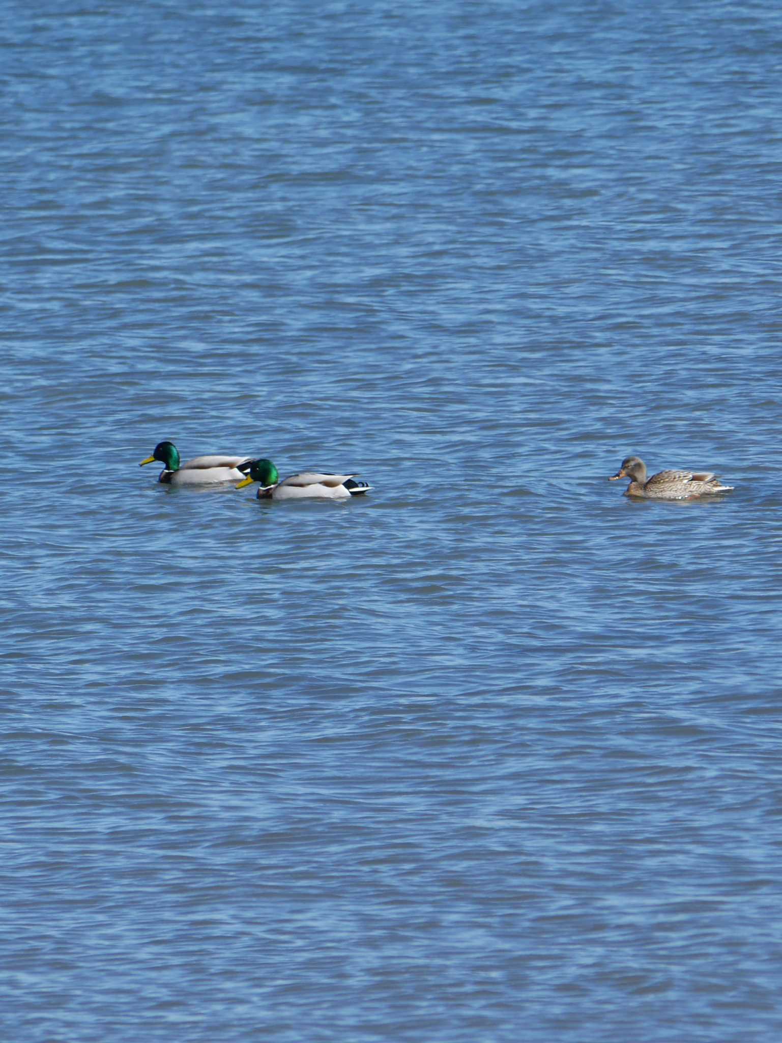 Photo of Mallard at アウトレットパーク木更津周辺（千葉県木更津市） by 丁稚