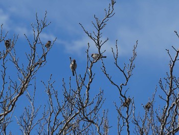 Eurasian Tree Sparrow アウトレットパーク木更津周辺（千葉県木更津市） Thu, 2/18/2021