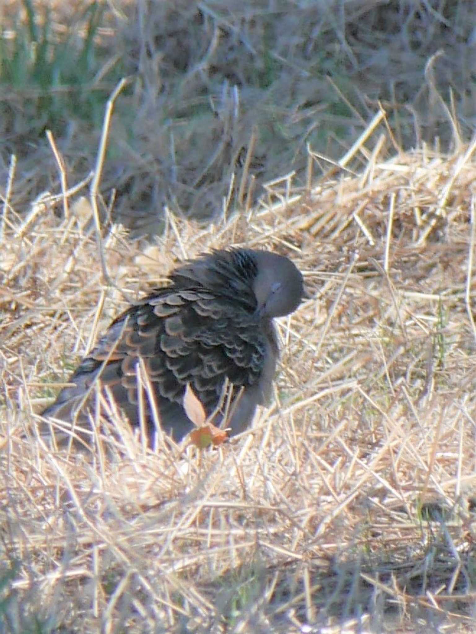 アウトレットパーク木更津周辺（千葉県木更津市） キジバトの写真 by 丁稚