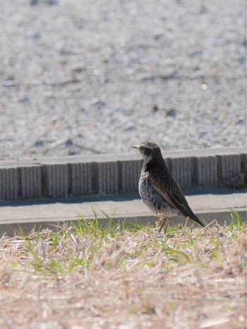 Dusky Thrush アウトレットパーク木更津周辺（千葉県木更津市） Thu, 2/18/2021