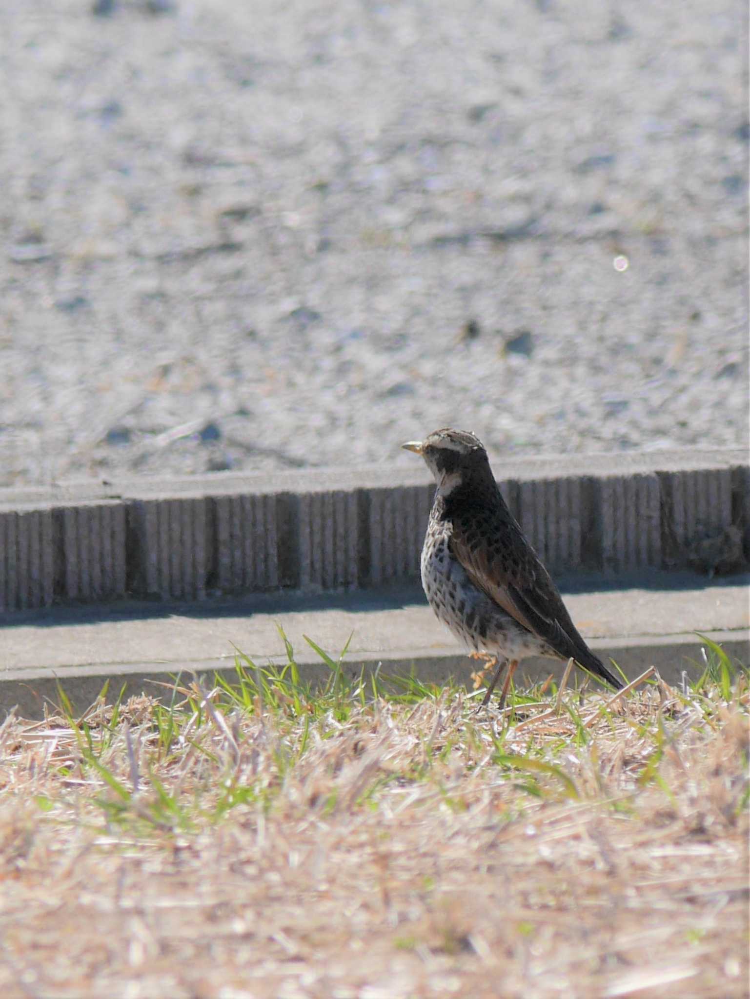 Photo of Dusky Thrush at アウトレットパーク木更津周辺（千葉県木更津市） by 丁稚