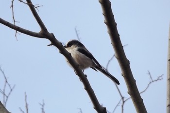 Long-tailed Tit Koyaike Park Sat, 1/7/2017