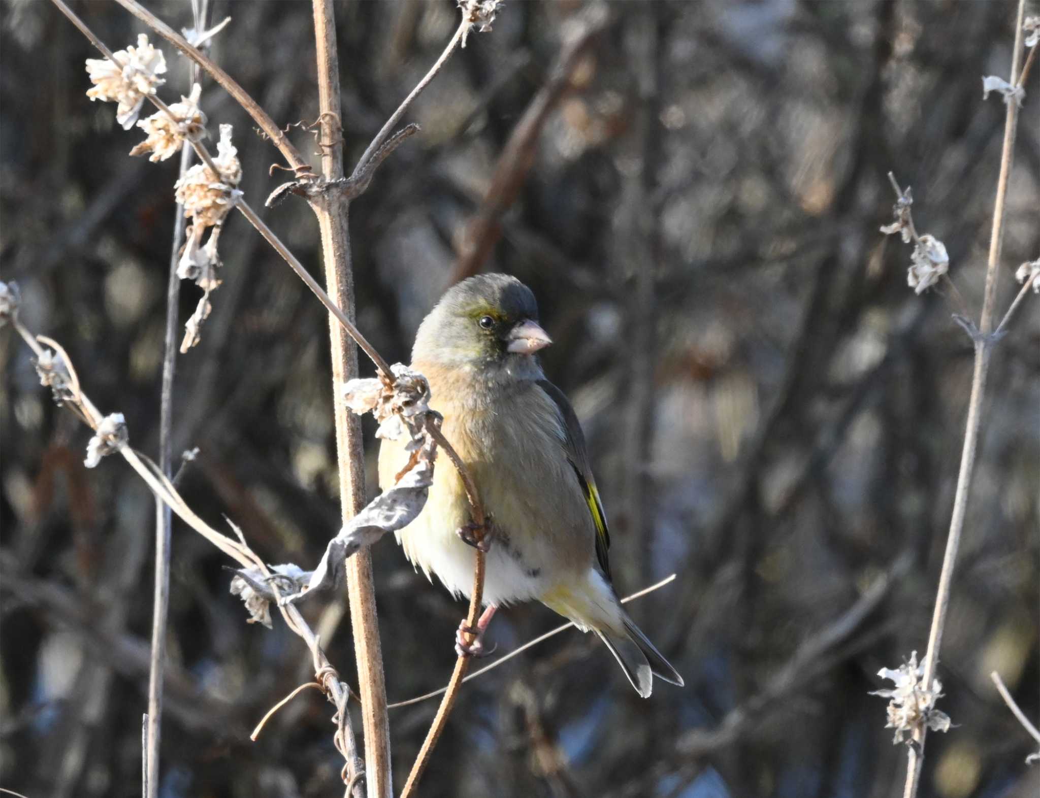 Photo of Grey-capped Greenfinch at 中軽井沢駅駐車場 by toritori