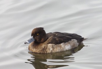 Tufted Duck Koyaike Park Sat, 1/7/2017