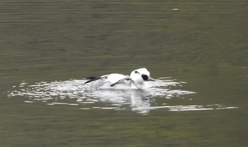 Smew 兵庫県伊丹市 緑ヶ丘公園 Sat, 1/7/2017