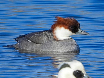 Tue, 2/16/2021 Birding report at Shin-yokohama Park