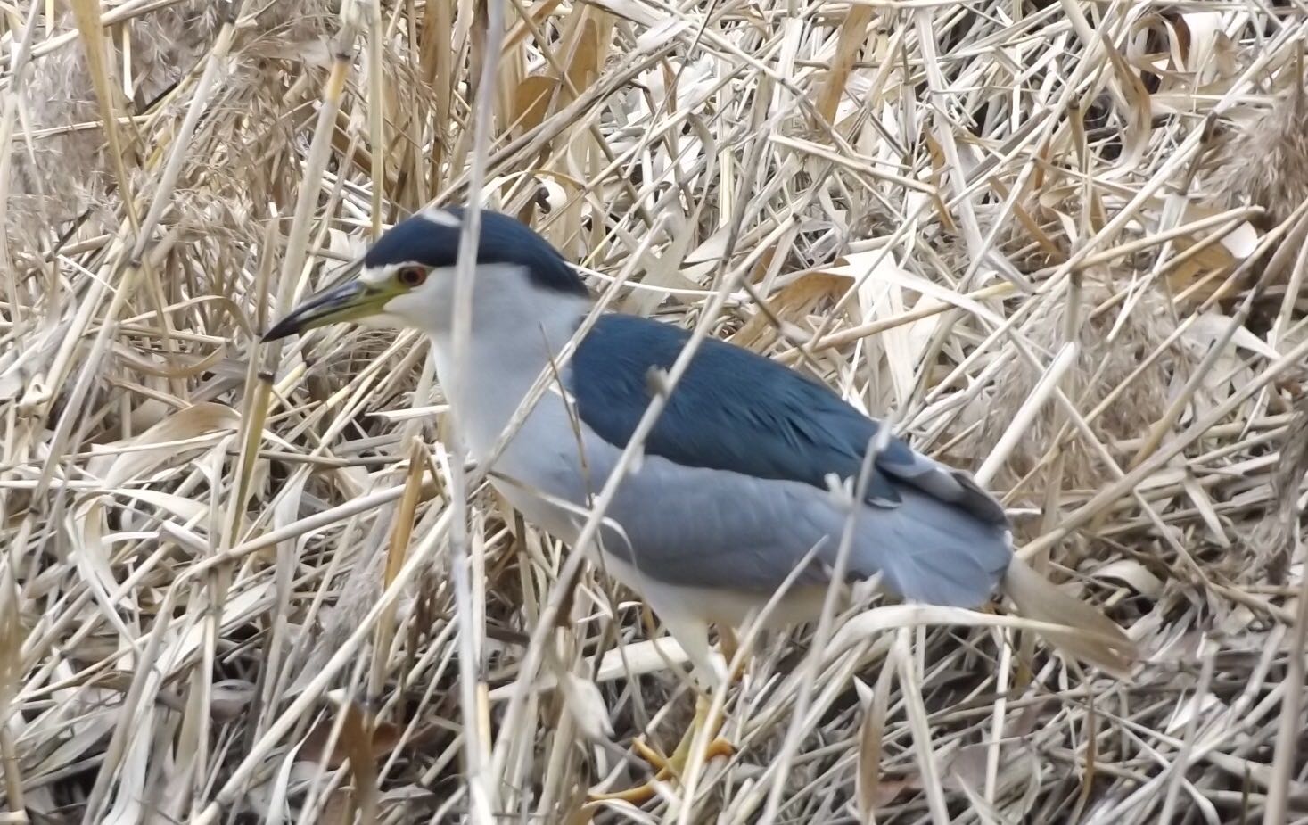 緑ヶ丘公園 ゴイサギ