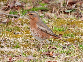 2021年2月19日(金) 神戸市立森林植物園の野鳥観察記録