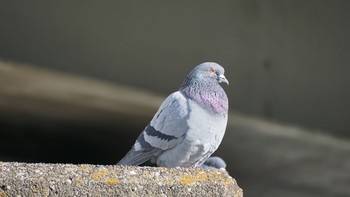 カワラバト 芝川第一調節池(芝川貯水池) 2021年2月19日(金)