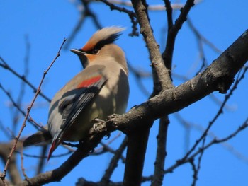 Japanese Waxwing 岡山城周辺 Fri, 2/19/2021